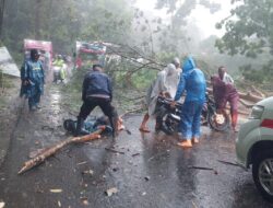 Berkendara Ditengah Hujan Deras Seorang Pemotor Tewas Tertimpa Tohon
