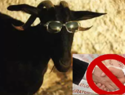 Diduga Bantuan Kambing Di Desa Anggrawati Fiktif